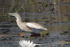 Squacco Heron (Ardeola ralloides)