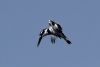 African Pied Kingfisher (Ceryle rudis rudis)