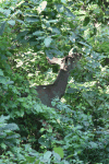 Sri Lankan Sambar Deer (Rusa unicolor unicolor)