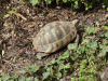 Boettger's Tortoise (Testudo hermanni boettgeri)