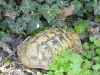 Boettger's Tortoise (Testudo hermanni boettgeri)