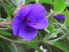 Glory Bush (Pleroma urvilleanum)