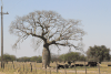 Floss Silk Tree (Ceiba chodatii)