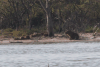 Capybara (Hydrochoerus hydrochaeris)