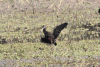 Bare-faced Ibis (Phimosus infuscatus)