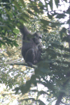 Eastern Chimpanzee (Pan troglodytes schweinfurthii)