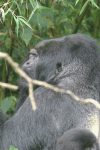 Silverback Gorilla Close-up