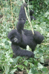 Gorilla beringei beringei