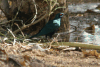 Lesser Blue-eared Starling (Lamprotornis chloropterus)