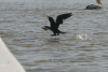 White-breasted Cormorant (Phalacrocorax lucidus)