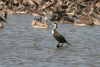 Perched White-breasted Cormorant Front