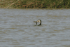 Swimming White-breasted Cormorant Fresh