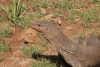 Bengal Monitor (Varanus bengalensis)