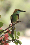 Sri Lankan Green Bee-eater (Merops orientalis ceylonicus)