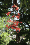 Pride of Burma (Amherstia nobilis)