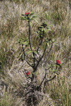 Rhododendron arboreum