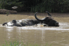 Asian Water Buffalo (Bubalus bubalis)