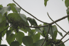 Layard's Parakeet (Psittacula calthrapae)