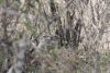 Indian Hare (Lepus nigricollis)