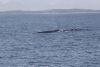 Blue Whale (Balaenoptera musculus)