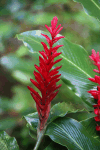 Alpinia purpurata