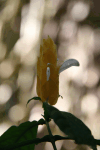 Pachystachys lutea