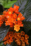 Sunset Bells (Chrysothemis pulchella)