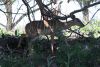 Nyala (Tragelaphus angasii)