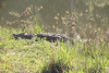 Southern African Crocodile (Crocodylus niloticus cowiei)