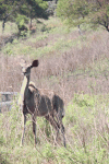 Southern Greater Kudu (Tragelaphus strepsiceros strepsiceros)