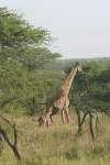 Giraffa camelopardalis tippelskirchi