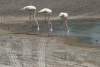 Greater Flamingos