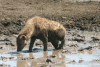 Spotted Hyena Mud Wallow