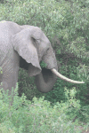 African Bush Elephant Close-up
