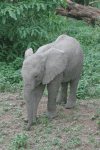 African Bush Elephant Baby