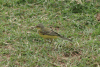 Grey-headed Wagtail (Motacilla flava thunbergi)