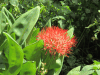Paintbrush Lily (Scadoxus puniceus)
