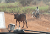 Ankole-watusi Cattle Road