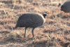 Saharan Helmeted Guineafowl (Numida meleagris meleagris)