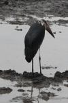 Marabou Stork (Leptoptilos crumenifer)