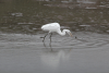 African Great Egret (Ardea alba melanorhynchos)