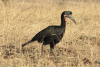 Abyssinian Ground Hornbill (Bucorvus abyssinicus)