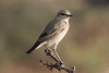 Northern Wheatear (Oenanthe oenanthe)