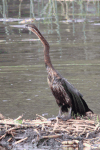 Mainland African Darter (Anhinga rufa rufa)