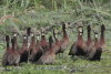 White-faced Whistling Duck (Dendrocygna viduata)