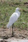 African Great Egret (Ardea alba melanorhynchos)