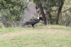 White-necked Raven (Corvus albicollis)