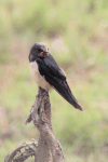 Hirundo rustica