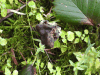 Western Black Elfin Saddle (Helvella vespertina)